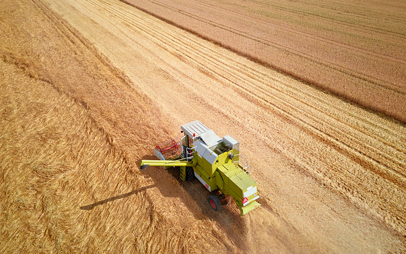 rice-farm-1